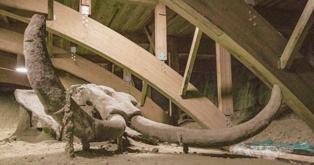Man discovers astonishing 40,000-year-old mammoth bones in his wine cellar