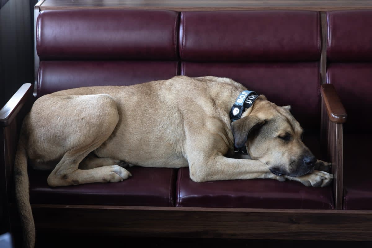 Image Source: Getty Images | Photo by Chris McGrath/Getty Images