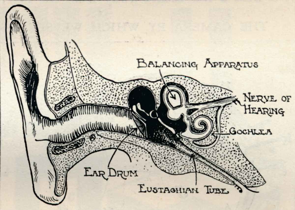 Representative Image Source: 'Delicate Mechanism of the Ear', c1934. From The Treasury of Knowledge. [Richard Clay & Sons, Ltd., Bungay, Suffolk, 1934] (Photo by The Print Collector/Getty Images)