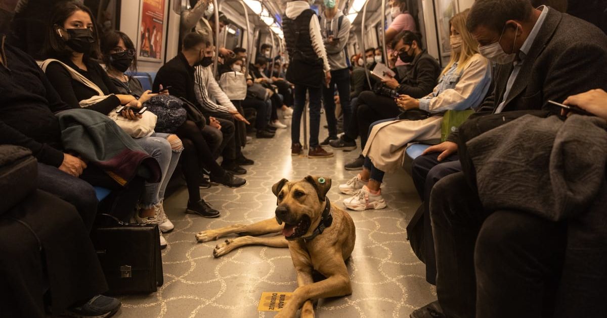 Traveler street dog who was gifted free access to public transport has now been adopted 