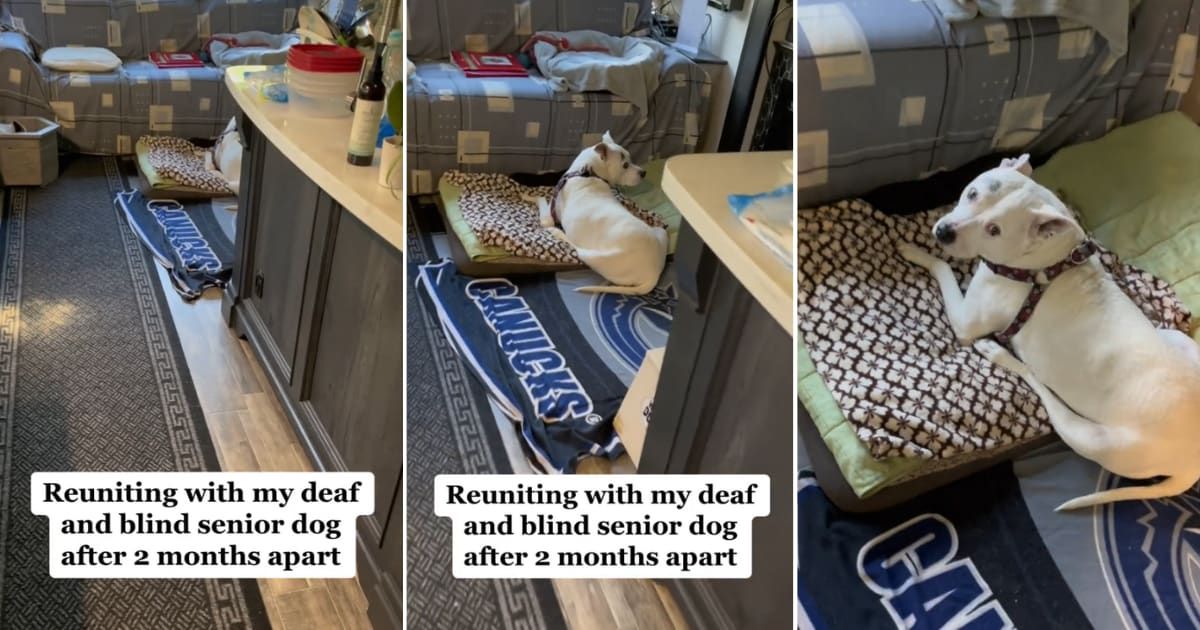 Old deaf and blind dog has the cutest reaction on reuniting with her owner