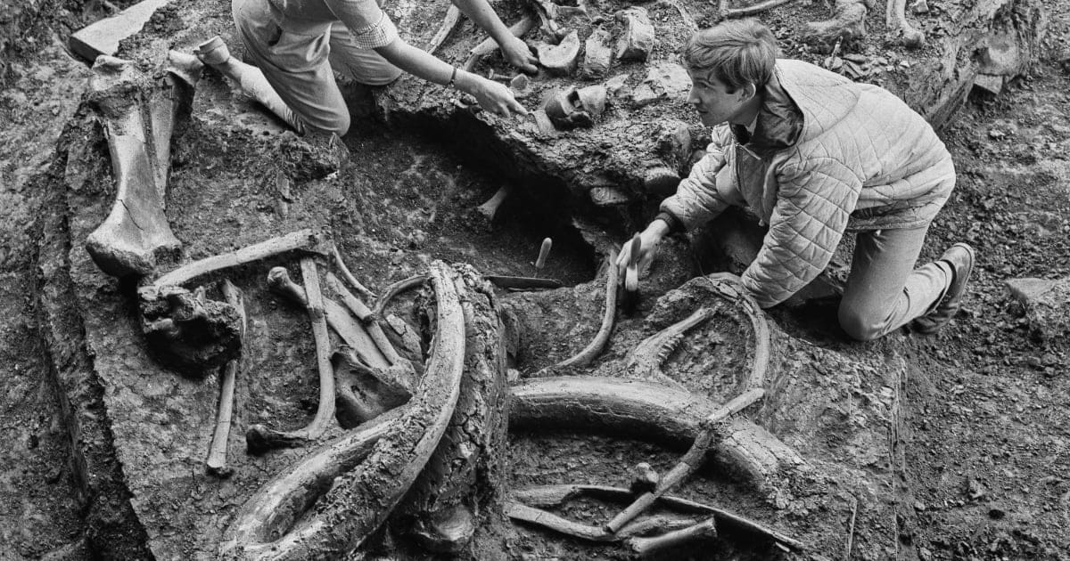 Representative Image Source: British palaeontologist Shirley Coryndon (1926 - 1976) and amateur geologist John Hesketh excavate the fossilised bones of a steppe mammoth (Mammuthus trogontherii) discovered by Hesketh in Aveley, Essex, UK, 10th August 1964. (Photo by Evening Standard/Hulton Archive/Getty Images)